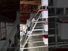 나이지리아 Iris에서 암탉을 놓기 위한 96개 새 자동 닭 새장 장비 배터리 알 레이어 새장