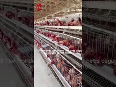 계층 농업 2 계층 배터리 케이지 가축집 핫 덤프 진열 모래