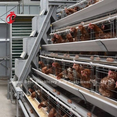 세미 오토매틱 가금 레이어 케이지 급이 시스템 1.5KW 380V 도리스