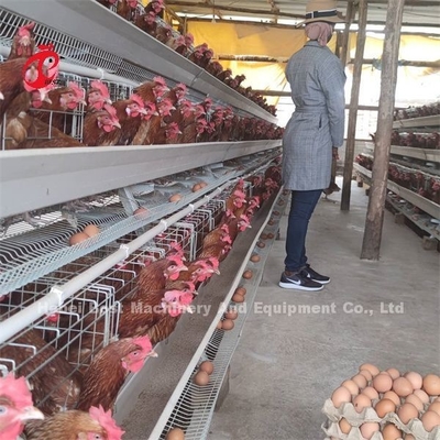 젤리화 된 가축 농장 계층 케이지 배터리 케이지 나이지리아의 가격 라고스 창고 에밀리