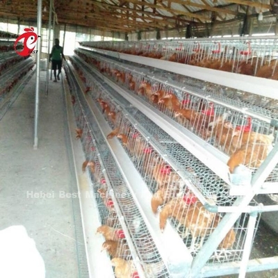 10000 층 닭고기류 레이어 다층식 가금 상자 세미 오토매틱 저장 공간 아델라