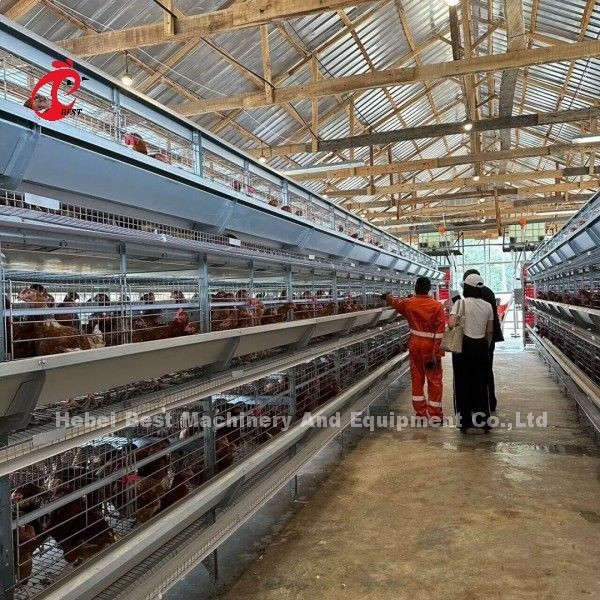 완전 자동 H형 브로일러 치킨 케이지 500~5만 마리의 치킨 농장