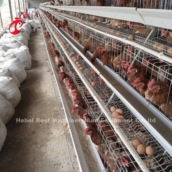 자동 먹이 시스템 닭고기 닭고기 배터리 레이어 케이지 A형 Ada