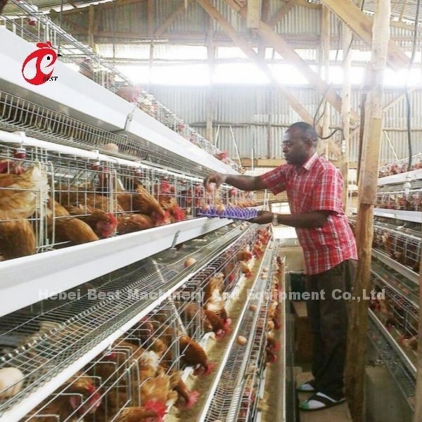 계층 3 또는 4 계층 배터리 케이지 시스템 500-1000 새 아이리스