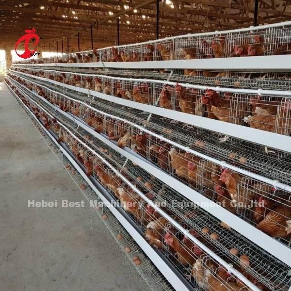 잠비아 아델라의 레이어 살레 160 조류를 위한 타입 가금류 다층식 가금 상자 할인